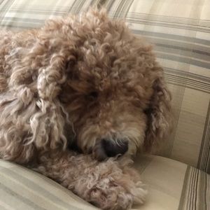 Meet your Posher, Rachel